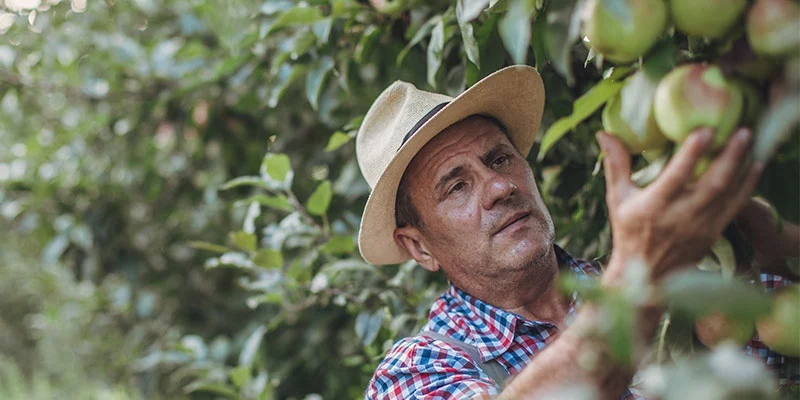 Apple Picking Apple Picking