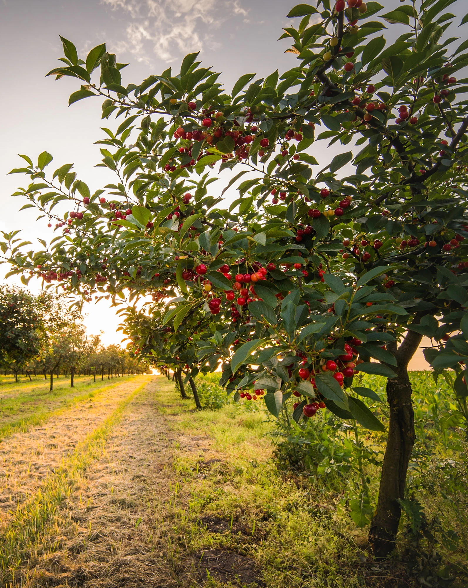 Tall Orchard Shot Tall Orchard Shot